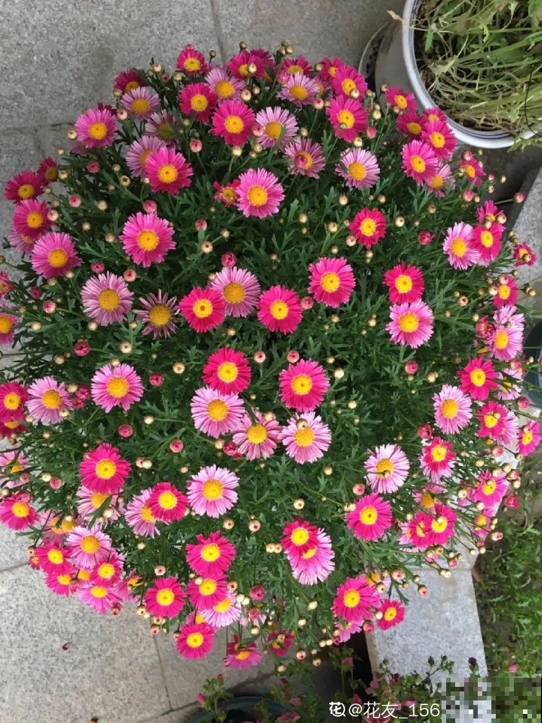 9种花,夏天剃个小平头,平平稳稳度夏天 9种花,夏天剃个小平头,平平稳稳度夏天