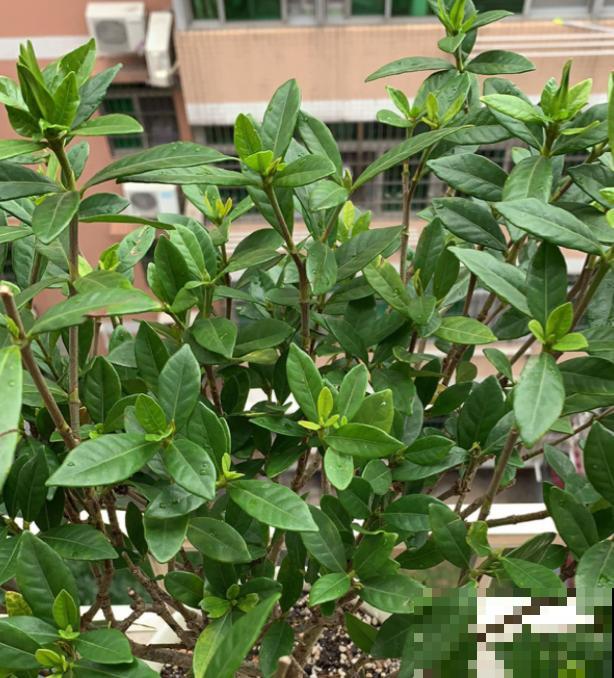 叶子发黄,灌点“补铁水”,7天恢复绿油油! 叶子发黄,灌点“补铁水”,7天恢复绿油油!