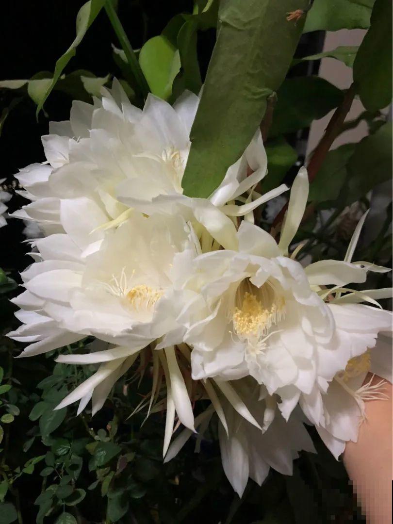 荷花明明美上天，为啥不能在家养？