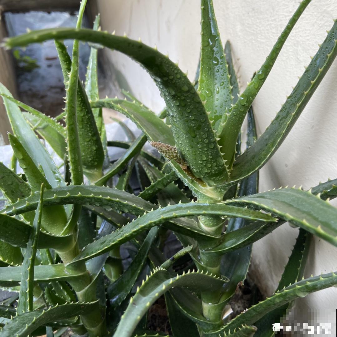 接近两米的天竺葵,比人还高,开花真霸气! 接近两米的天竺葵,比人还高,开花真霸气!