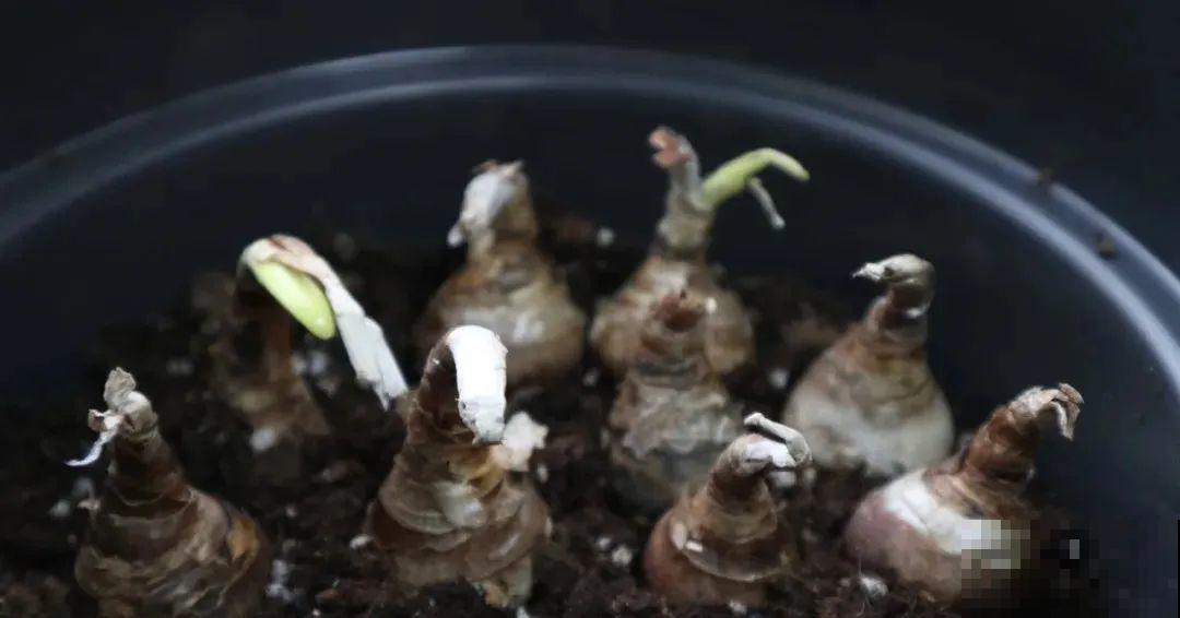 家里养盆“小铃铛”,开花洁白素雅,还超耐寒 家里养盆“小铃铛”,开花洁白素雅,还超耐寒