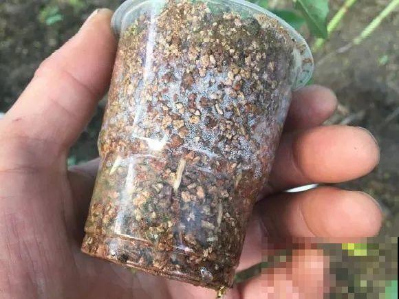 6种花扦插,杆子越粗越好活,根长成大扫把! 6种花扦插,杆子越粗越好活,根长成大扫把!