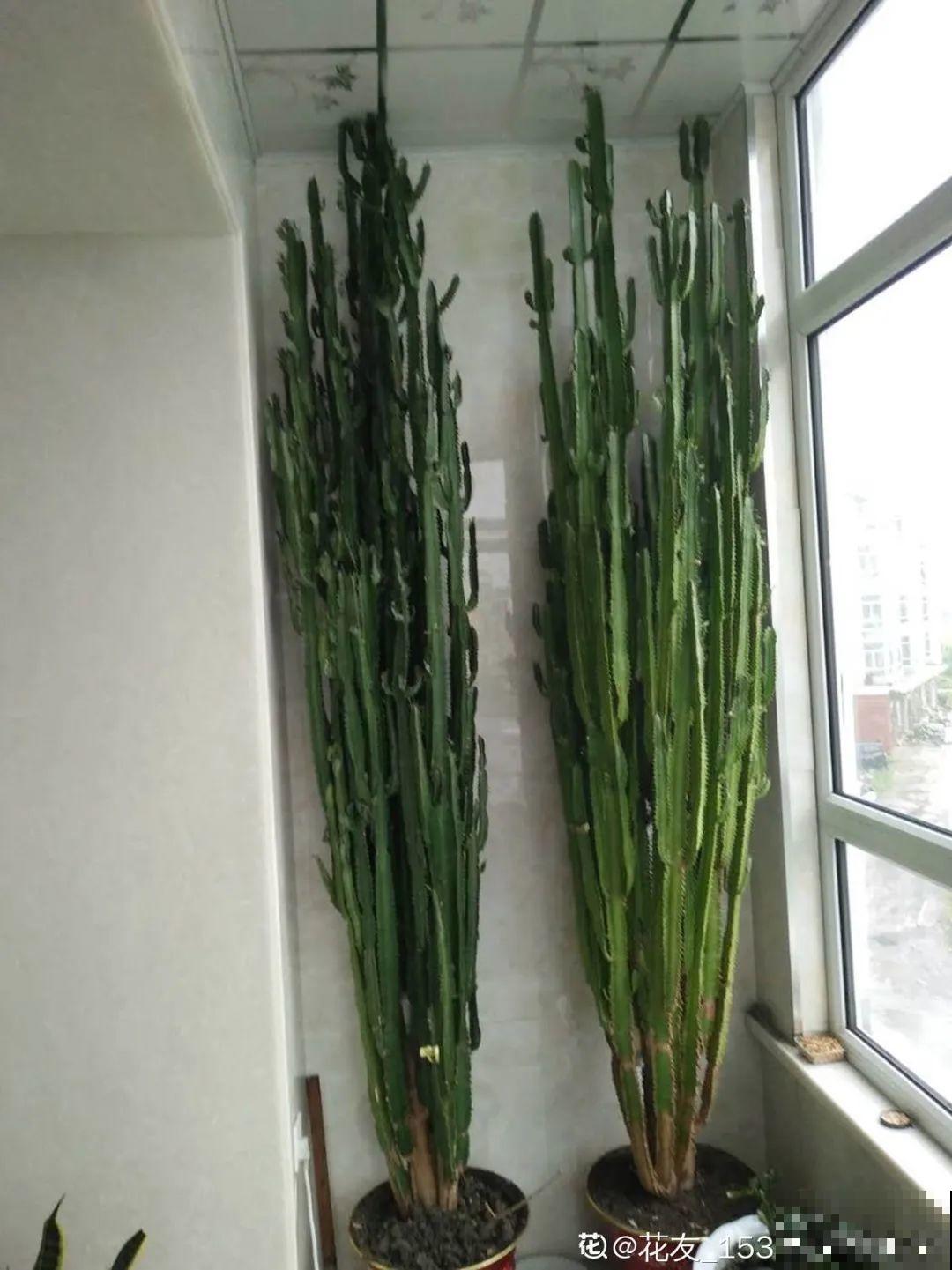 5种花,卧室不能养,离太近都不好! 5种花,卧室不能养,离太近都不好!