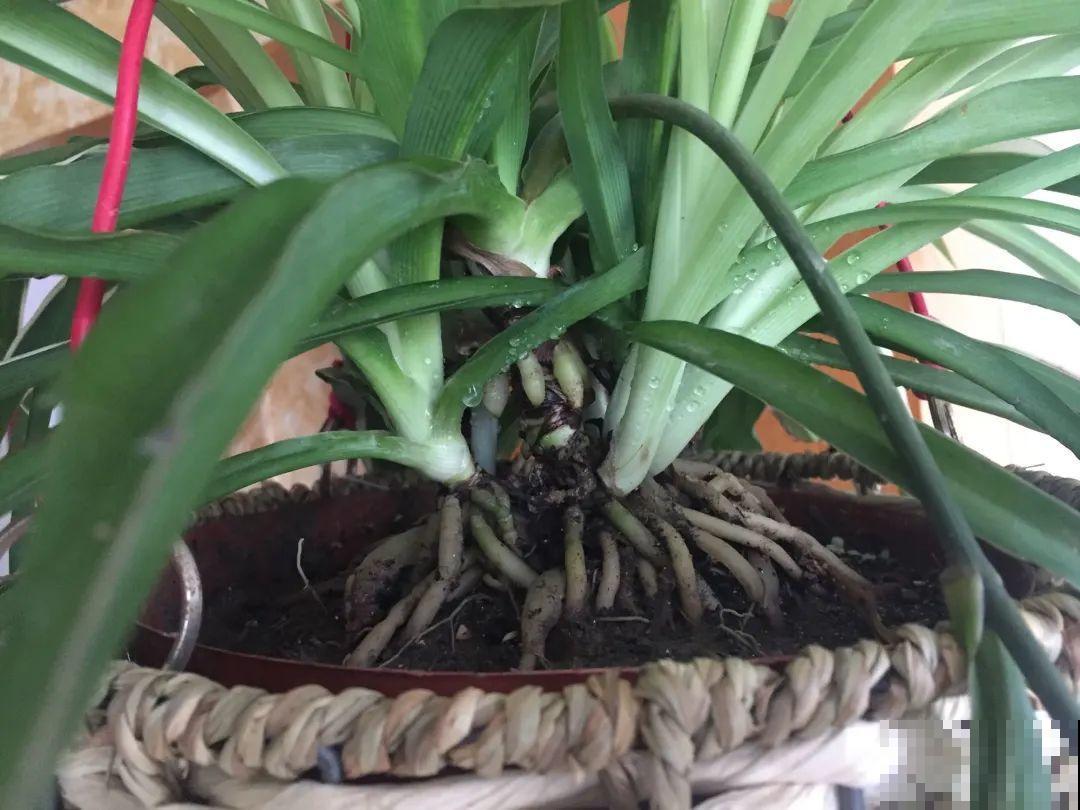 吊兰一根枝,爆出50个小吊,太漂亮! 吊兰一根枝,爆出50个小吊,太漂亮!