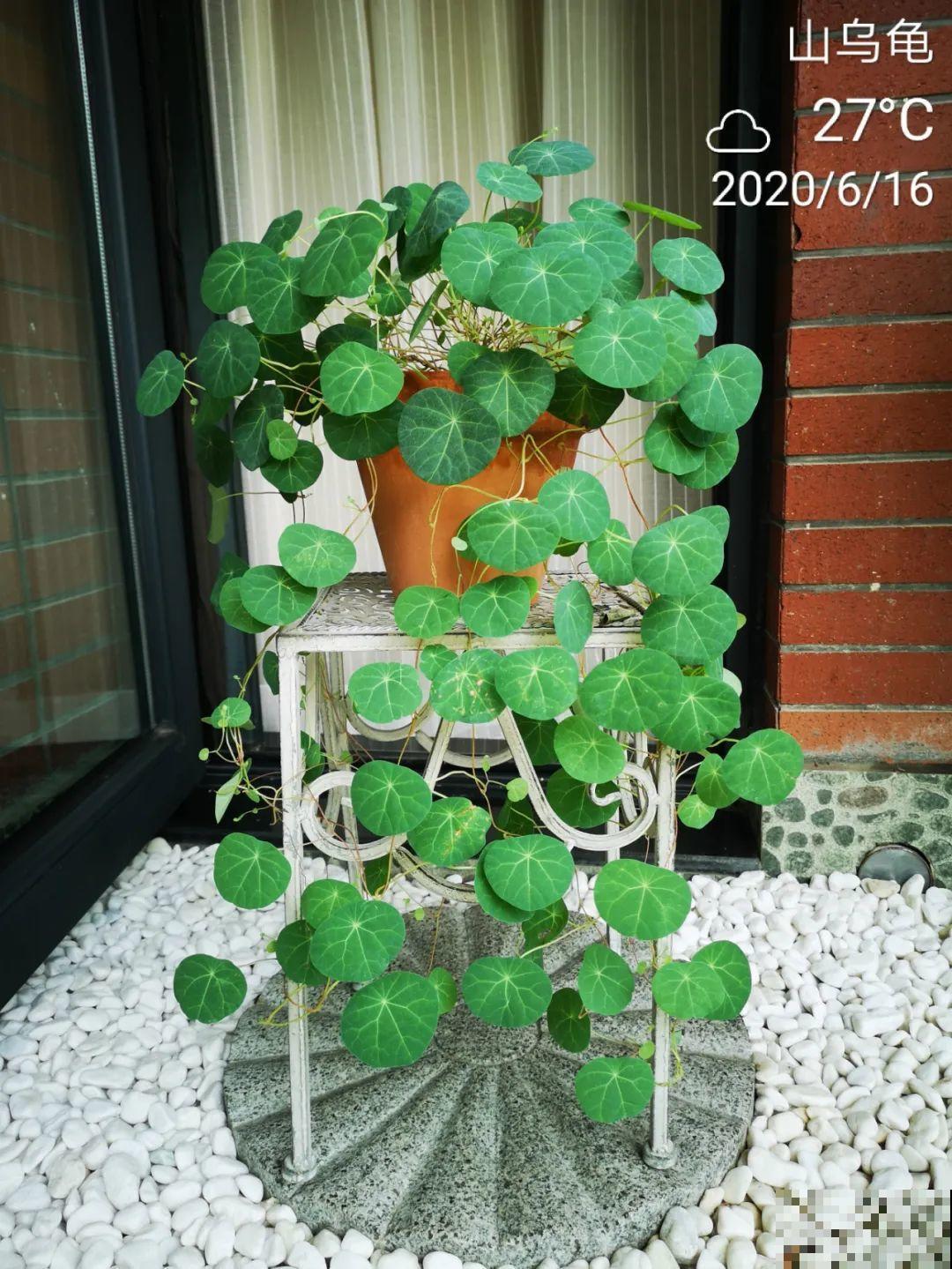 不用施肥打药,这花旱它几个月,疯狂爆花! 不用施肥打药,这花旱它几个月,疯狂爆花!