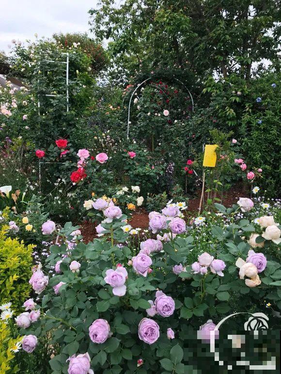 女儿辞职，回家养花，老爸说：15亩地，你负责养花，我负责蔬果！