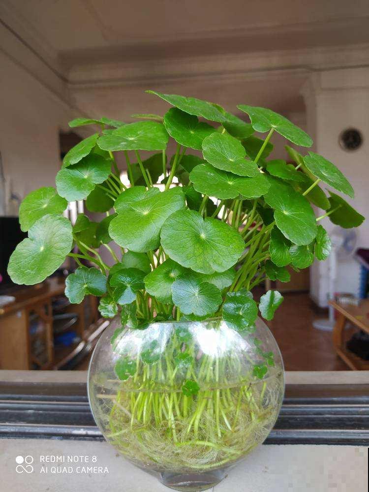 适合上班族养的花，放在电脑旁，放松压力还能明目