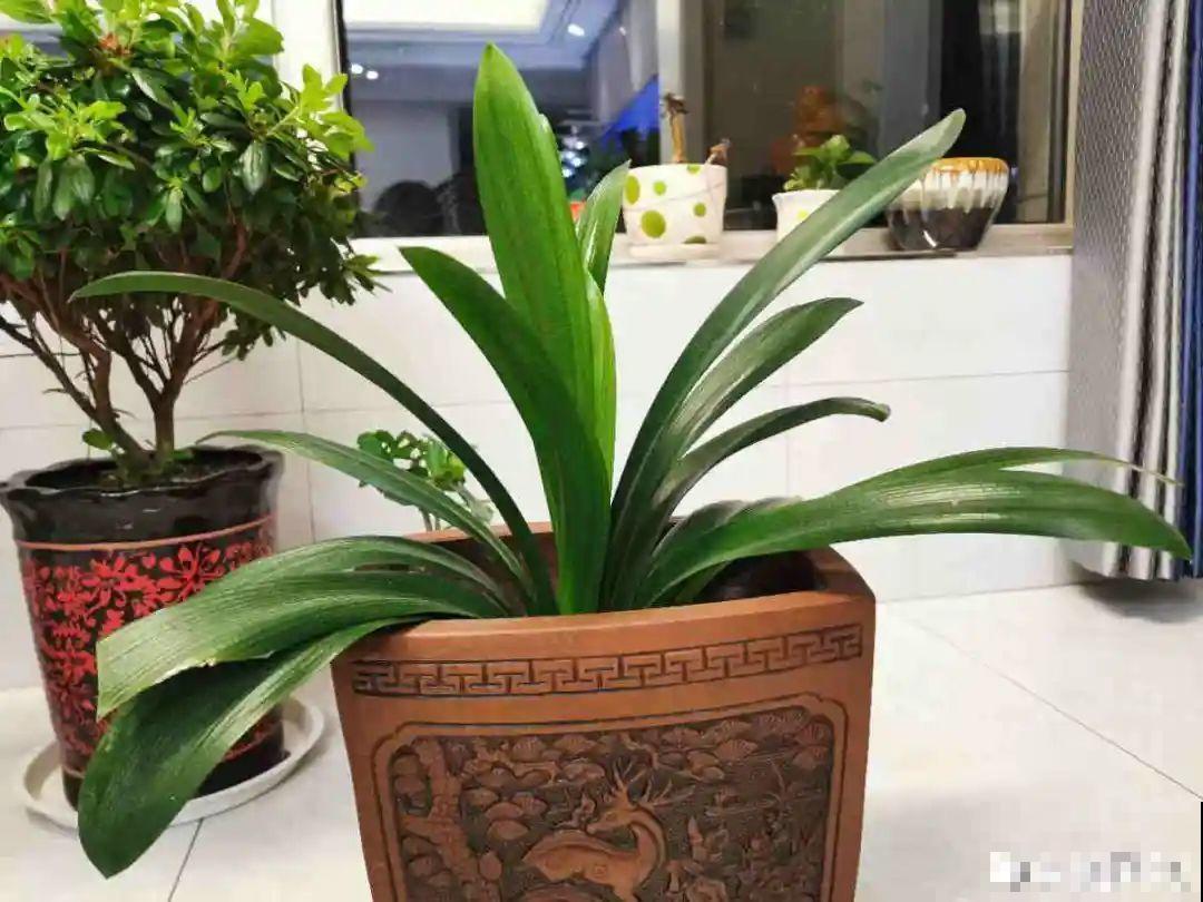 家里有这7种花,少浇水、不能晒,天热要休眠! 家里有这7种花,少浇水、不能晒,天热要休眠!