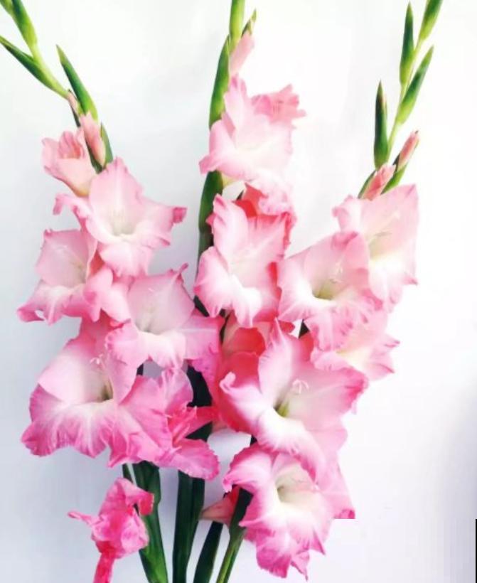 大门口种一丛它，开花一串几十朵，邻居天天跑来看！