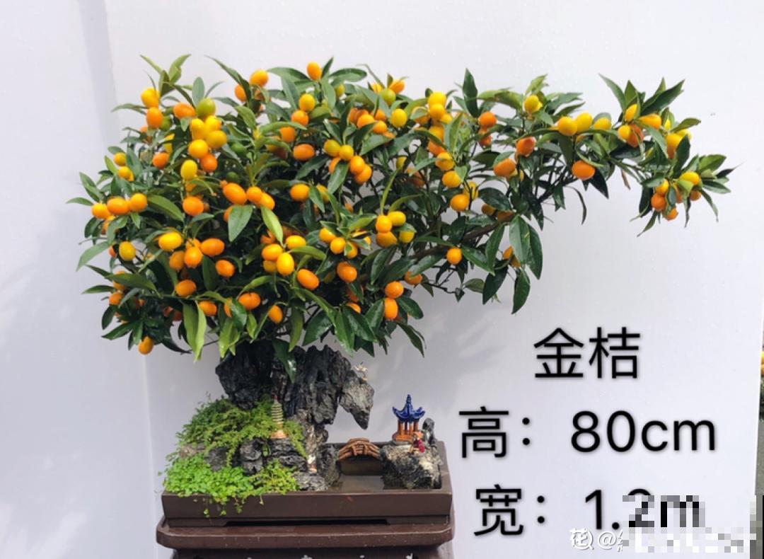 家里养盆松,代代出富翁,镇宅守家寓意好! 家里养盆松,代代出富翁,镇宅守家寓意好!