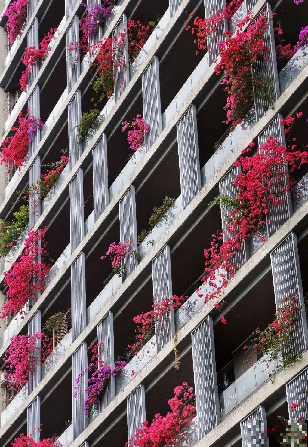 5种花长得特凶猛,房子都被吃掉了! 5种花长得特凶猛,房子都被吃掉了!