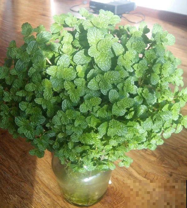 红掌喜欢纯水养，根长成人参，养10年都行！