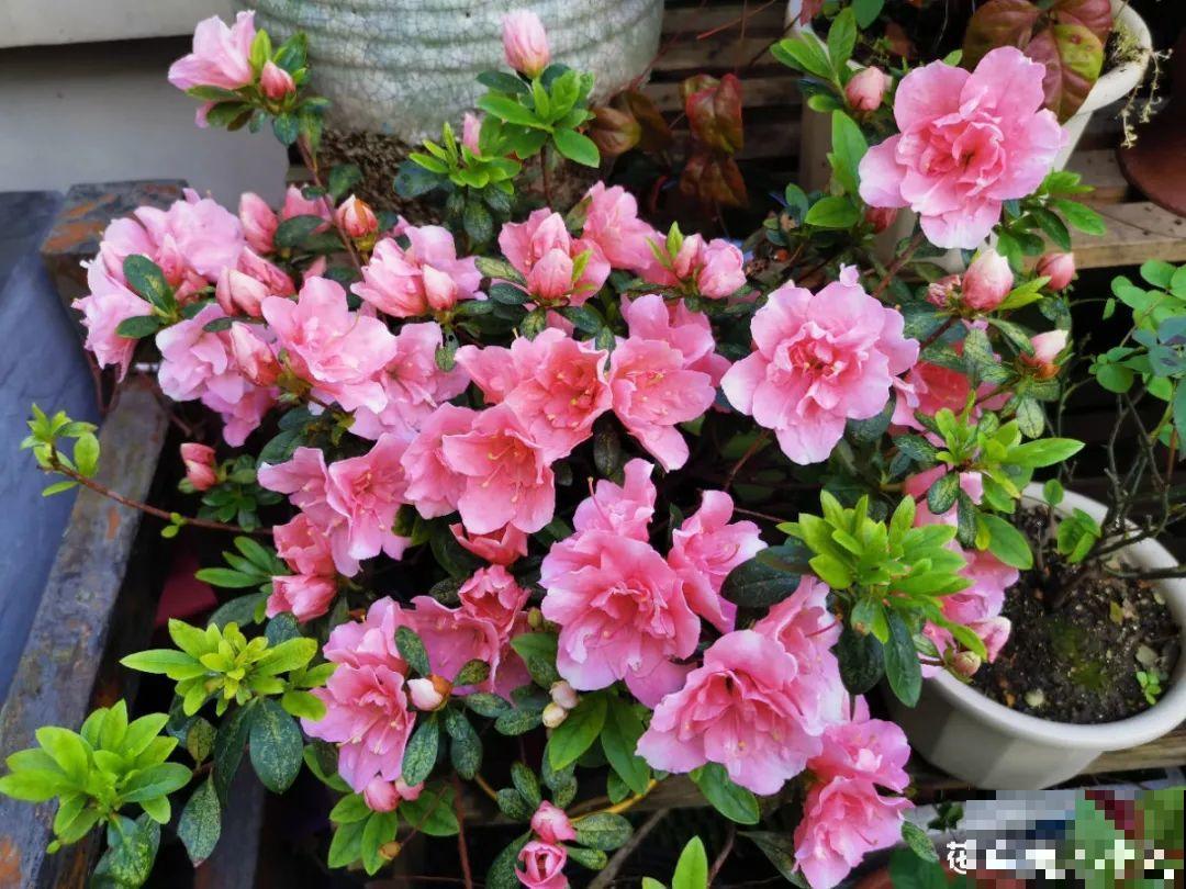 公认难养的20种花,养一盆死一盆,下次还敢买? 公认难养的20种花,养一盆死一盆,下次还敢买?