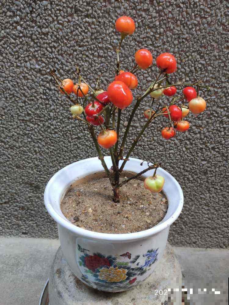 养花用这种土，花都“憋死了”，赶紧换盆