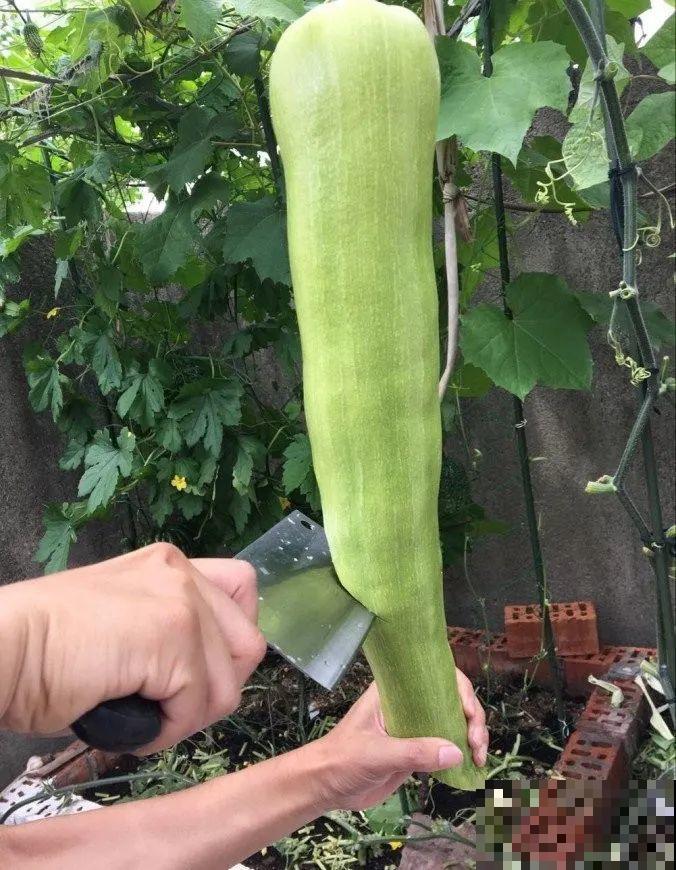 西红柿养成树,1年能结6000斤果,巨无霸第一次见! 西红柿养成树,1年能结6000斤果,巨无霸第一次见!