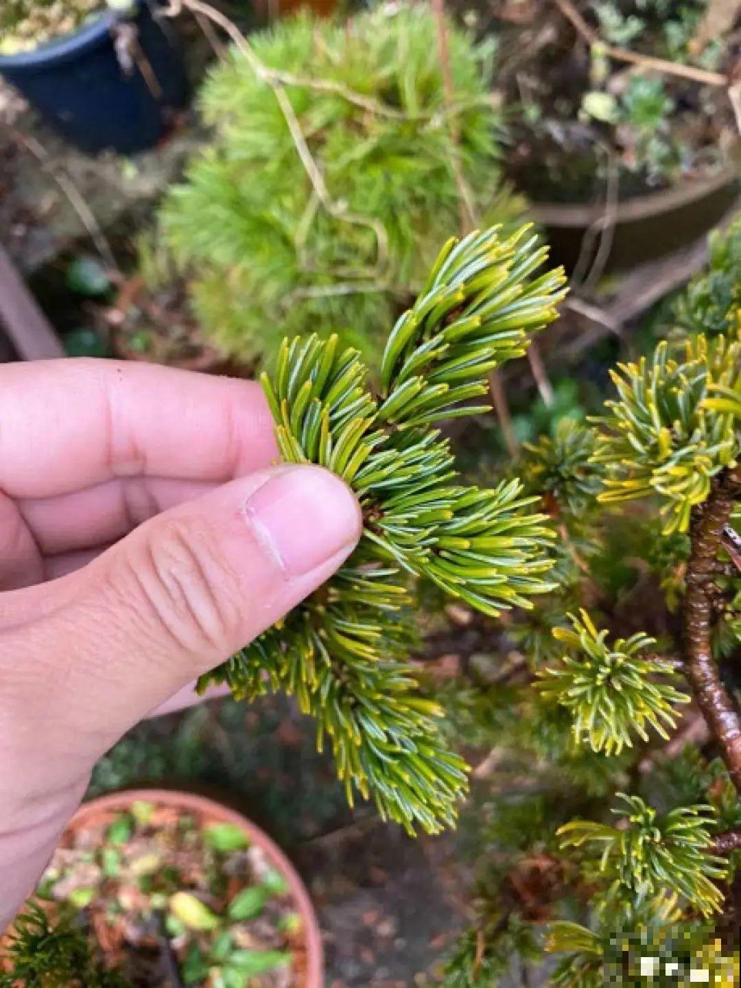 家里养盆松,代代出富翁,镇宅守家寓意好! 家里养盆松,代代出富翁,镇宅守家寓意好!