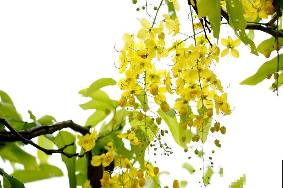 各国的国花,居然被他编成一首诗,太有才了! 各国的国花,居然被他编成一首诗,太有才了!