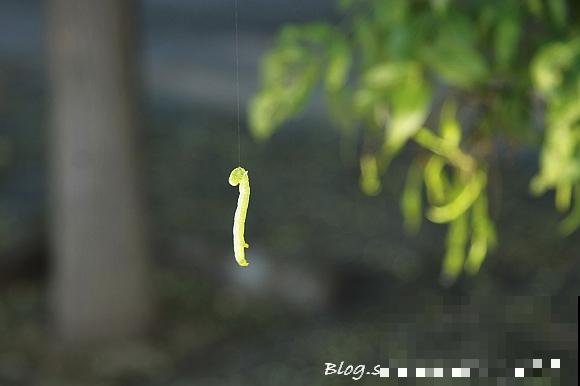 路上碰见“吊死鬼儿”了？那你跟前多半是这种树！