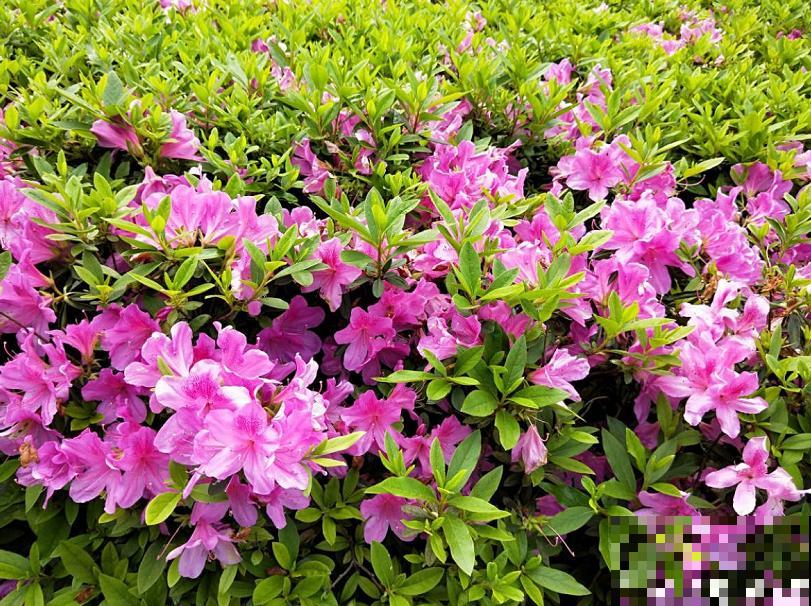 一个大男人,特别喜欢养花,这是种什么样的心态? 一个大男人,特别喜欢养花,这是种什么样的心态?