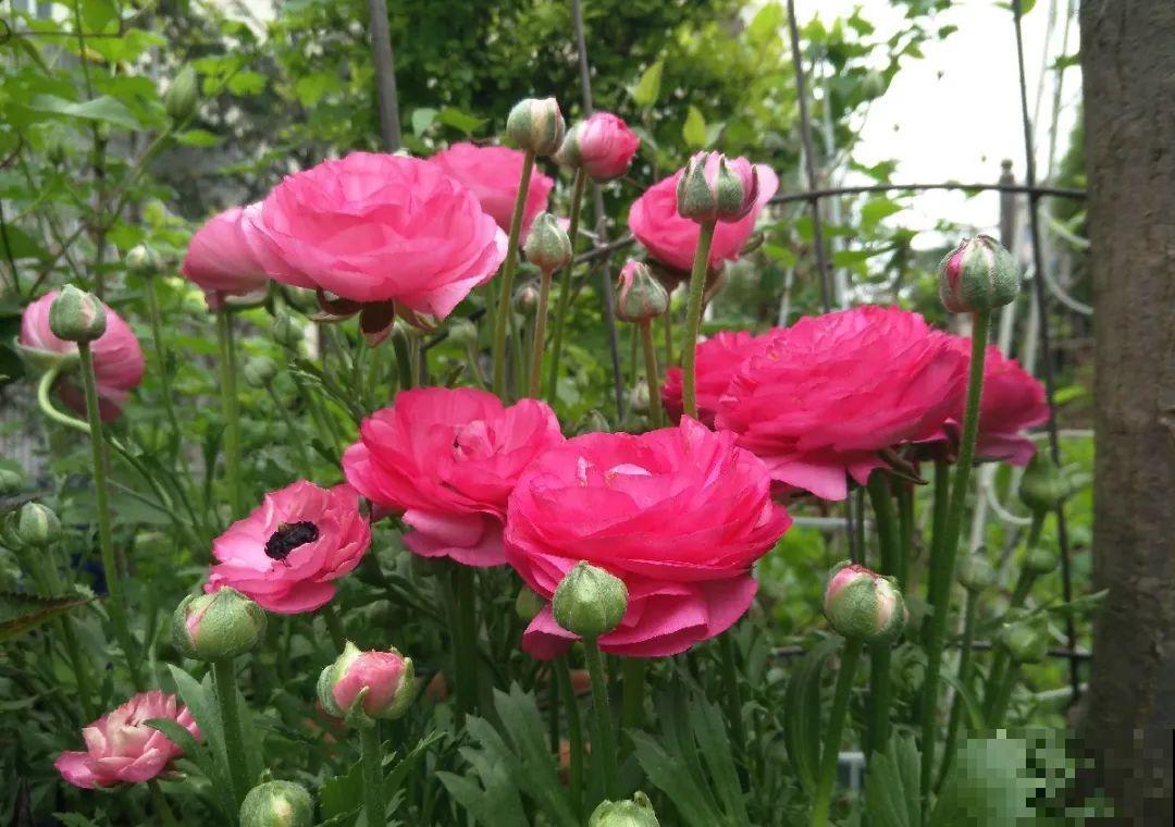 家里养盆花毛茛，开花像牡丹，艳丽多彩超漂亮