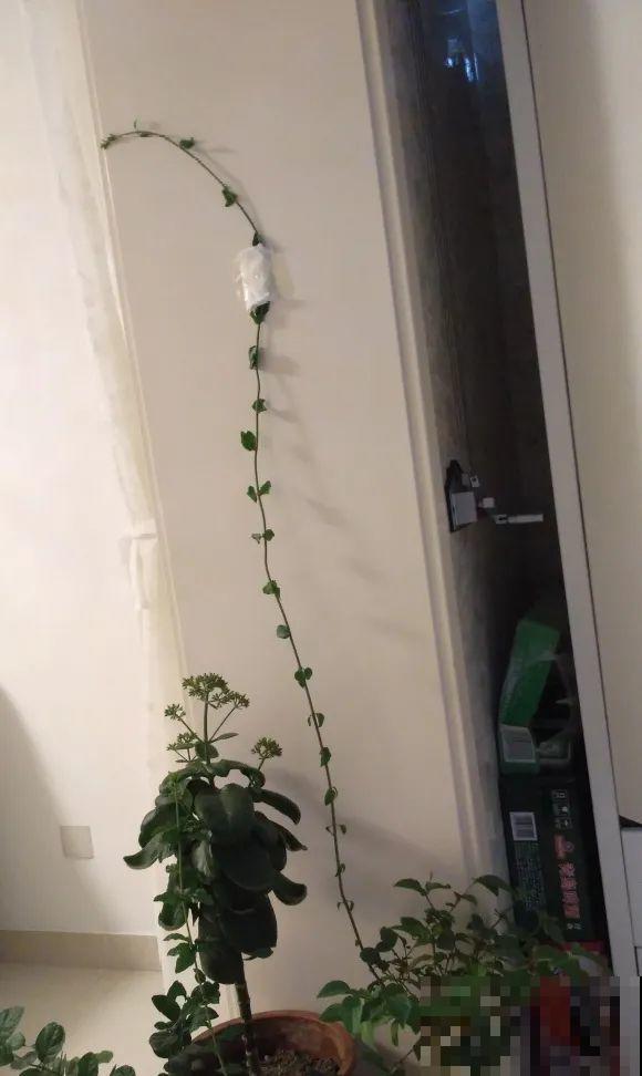 5种花不能长太高，一长高就砍，否则再也不开花！