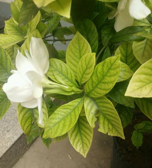 修剪最佳时机到了，有这花赶紧剪，晚了再也不开花！