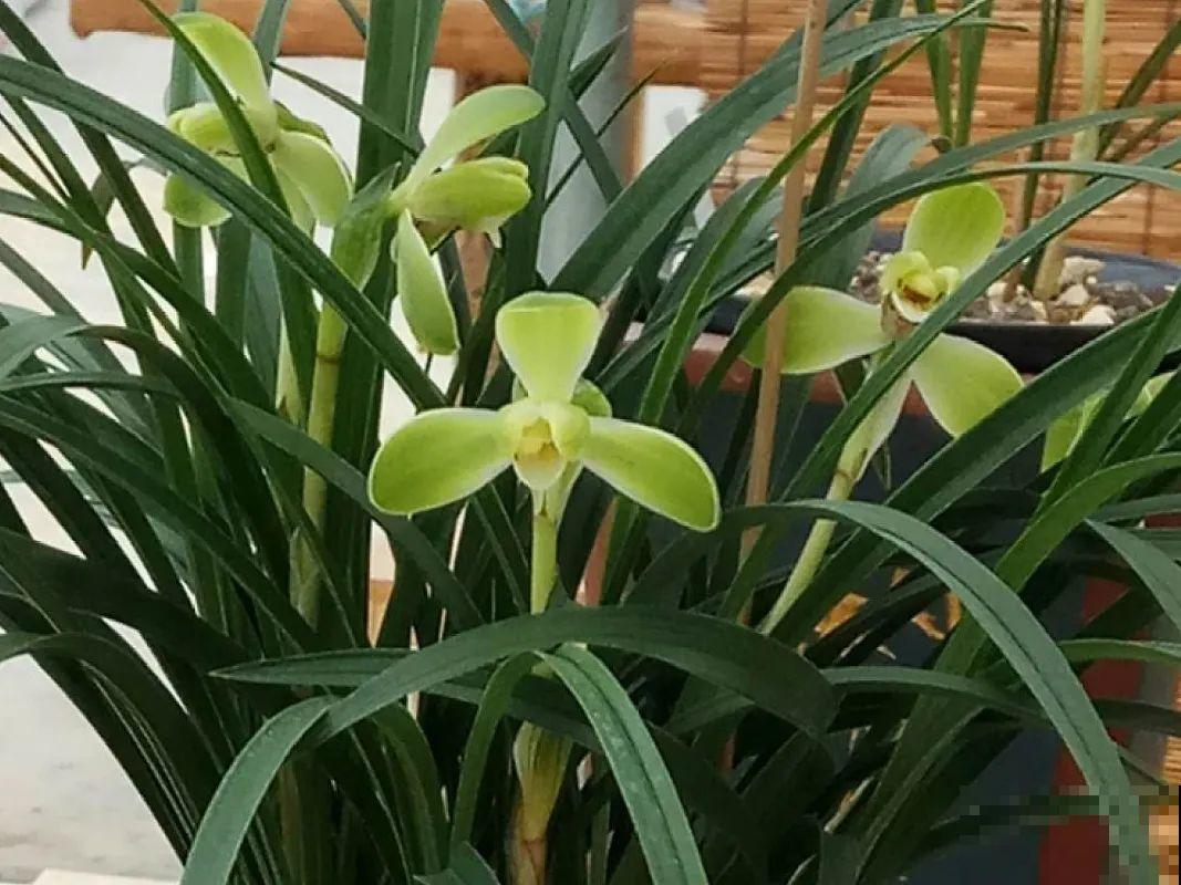 20种香水花,茶花排倒数,第一就是它! 20种香水花,茶花排倒数,第一就是它!