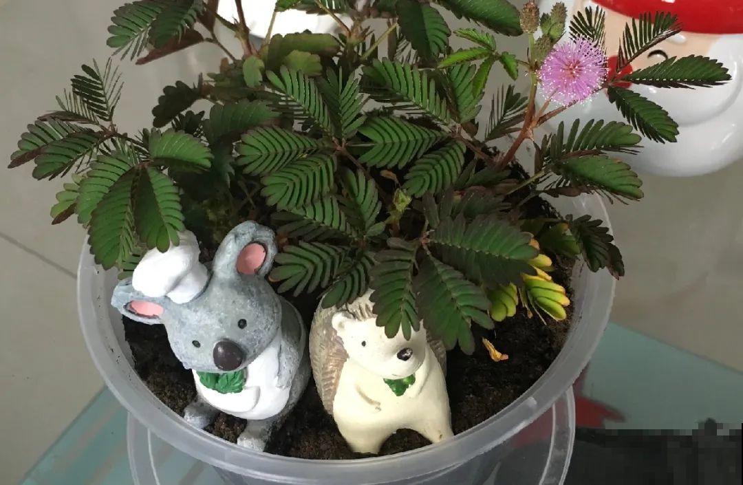 5种花,卧室不能养,离太近都不好! 5种花,卧室不能养,离太近都不好!