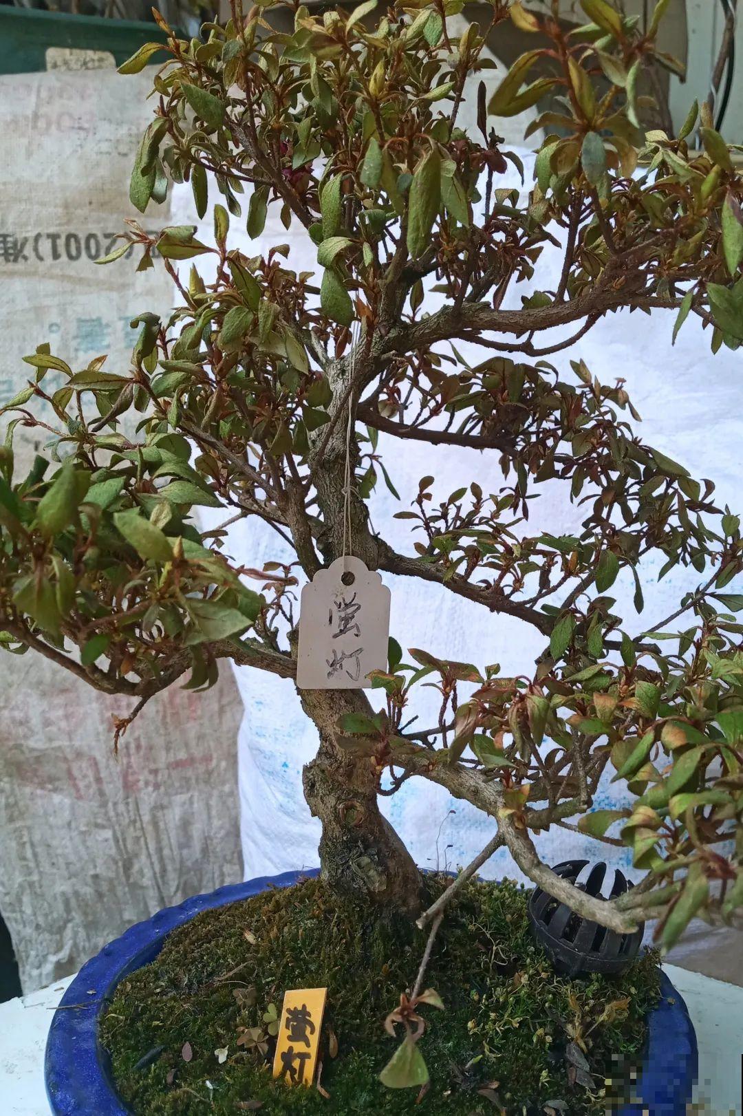 38℃高温，家里的花挺不过去，只剩盆了！