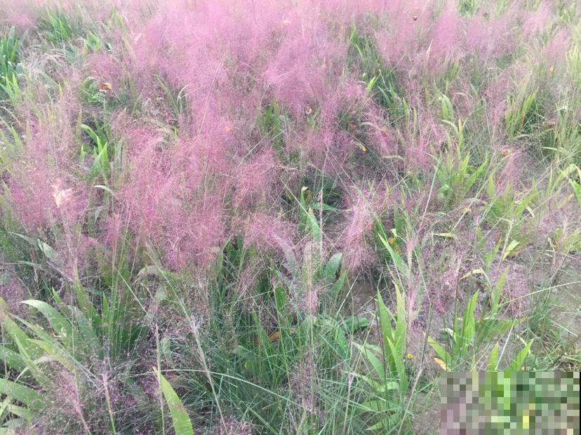 现在流行种草啦,6种草比花还要美,只养一种就够了 现在流行种草啦,6种草比花还要美,只养一种就够了