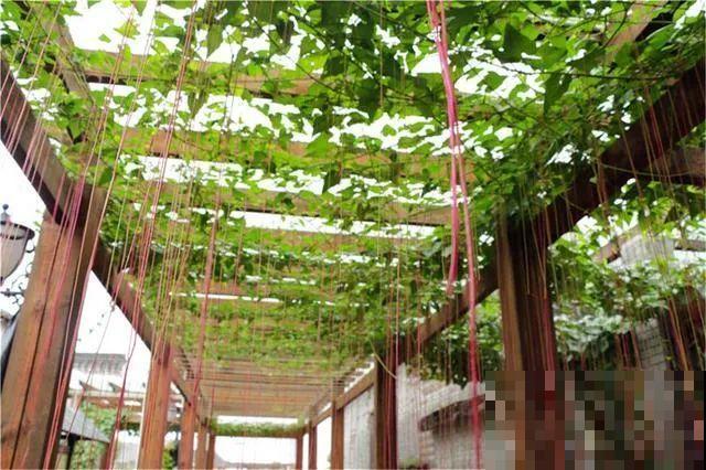 12种花，堪称“耐阴王”，比绿萝好看一万倍！