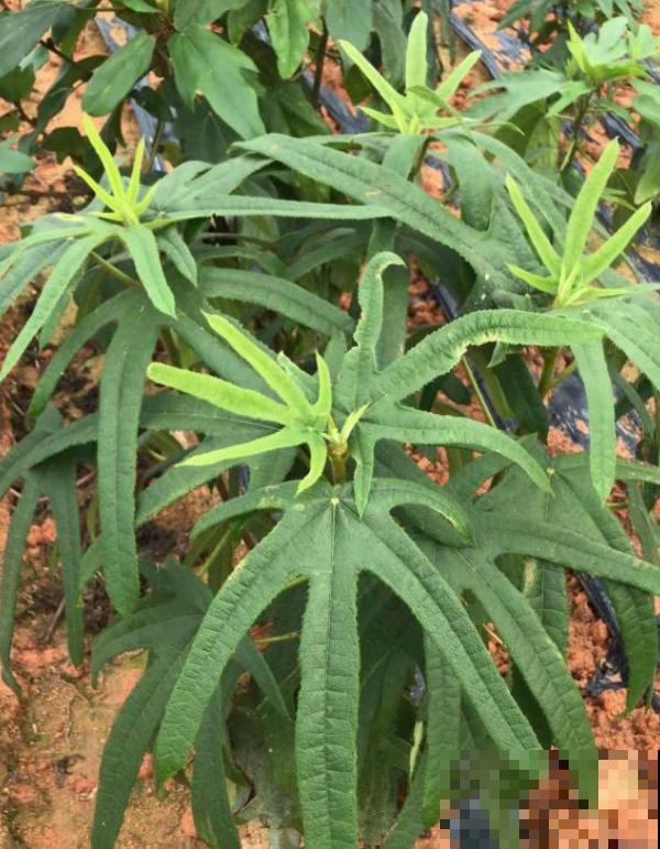 一种野草,根系特别滋补,农村人都用它炖鸡汤! 一种野草,根系特别滋补,农村人都用它炖鸡汤!