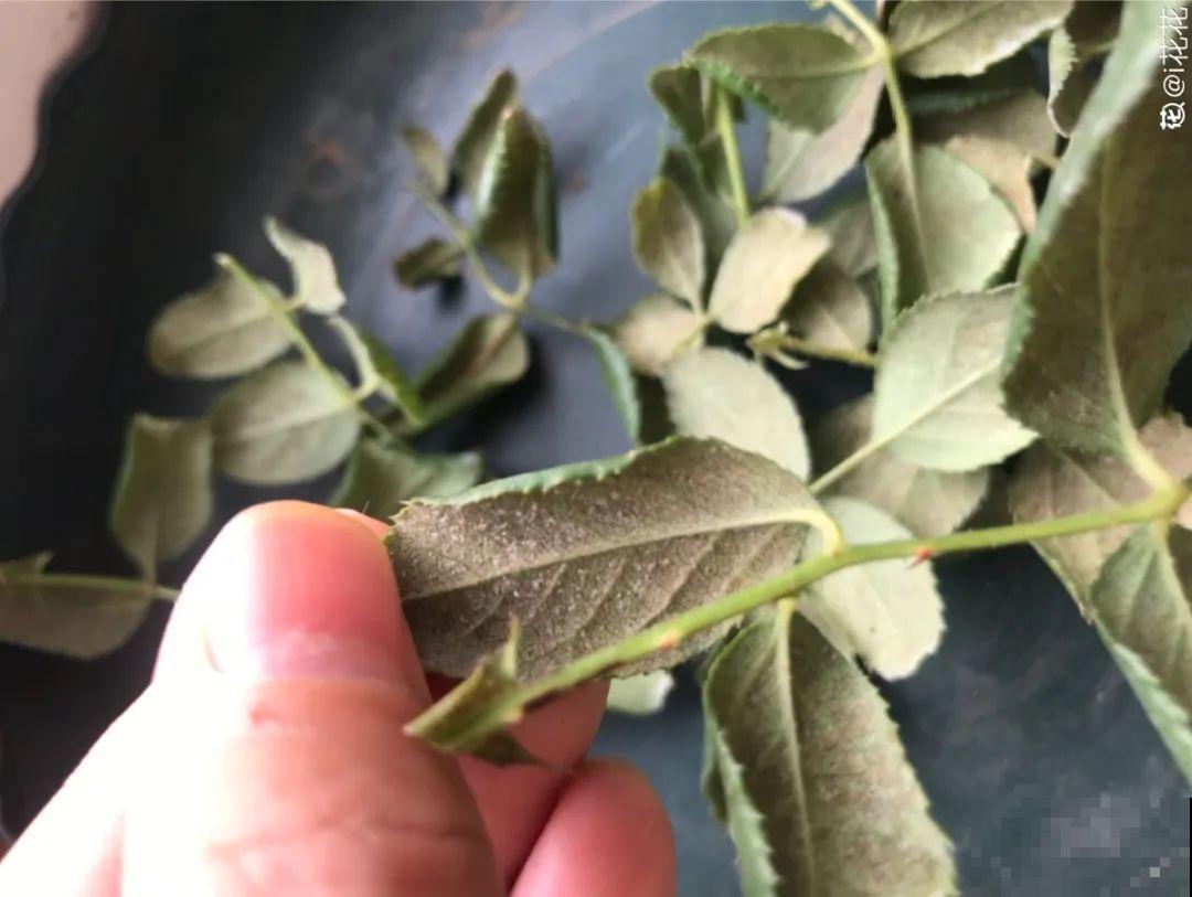 花养成光杆司令，赶紧这么救，3天冒新芽！