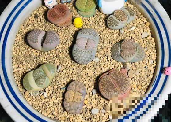 三伏天来了,这4种花赶紧断水,一浇一个死! 三伏天来了,这4种花赶紧断水,一浇一个死!