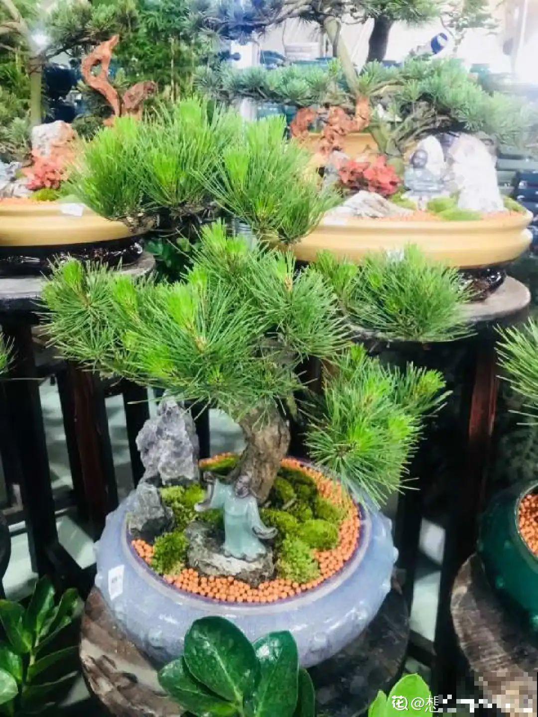 家里养盆松,代代出富翁,镇宅守家寓意好! 家里养盆松,代代出富翁,镇宅守家寓意好!