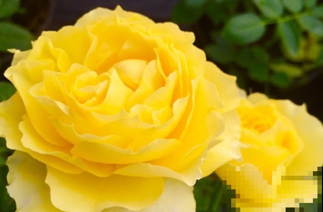 专属12星座的月季花,快看你的星座是什么月季吧! 专属12星座的月季花,快看你的星座是什么月季吧!