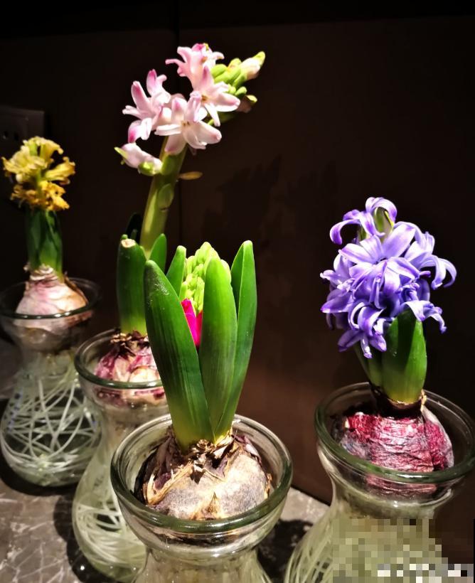 这3种花,水培比土培好养多了,花苞冒不停! 这3种花,水培比土培好养多了,花苞冒不停!