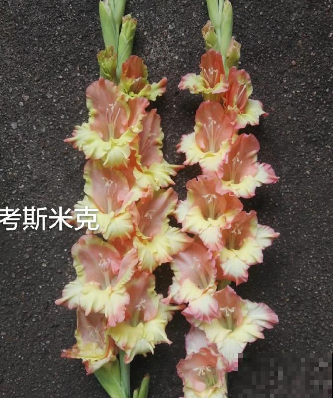 大门口种一丛它，开花一串几十朵，邻居天天跑来看！