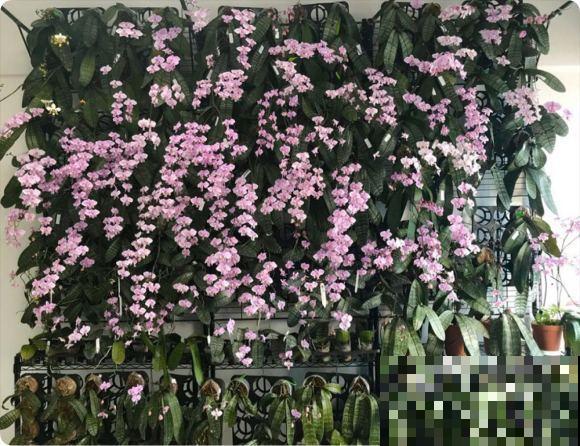 奇葩的养花方式,看得我目瞪口呆,长见识了! 奇葩的养花方式,看得我目瞪口呆,长见识了!