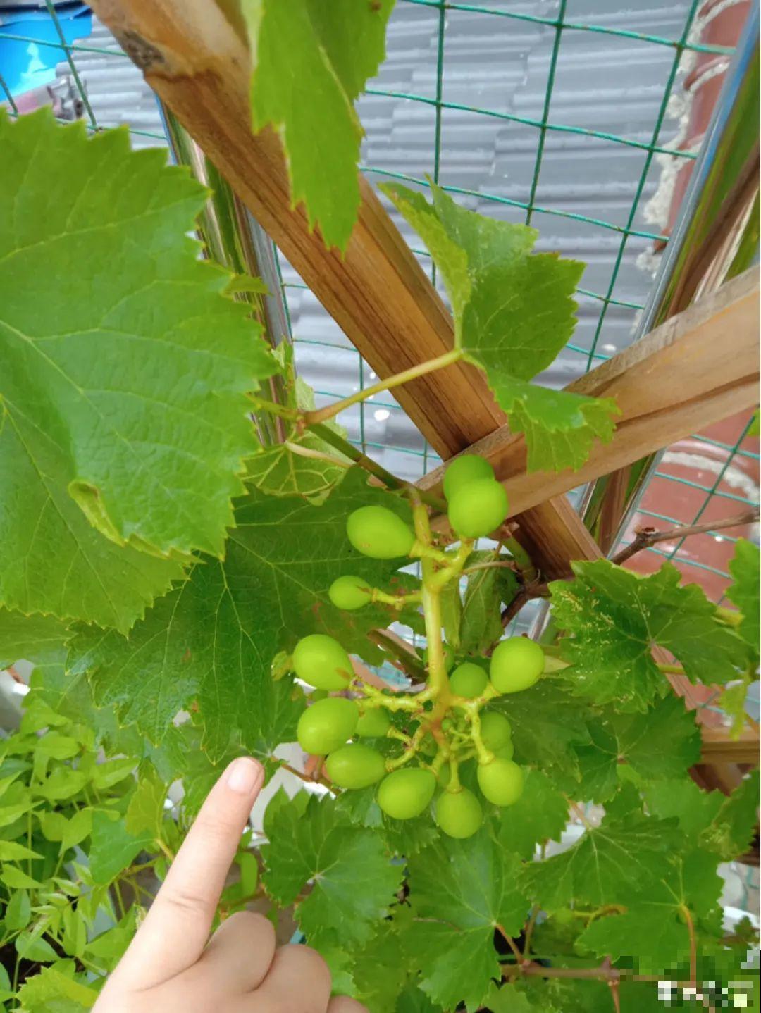 路边掐几根大粗枝,5天就生根,结果沉甸甸! 路边掐几根大粗枝,5天就生根,结果沉甸甸!