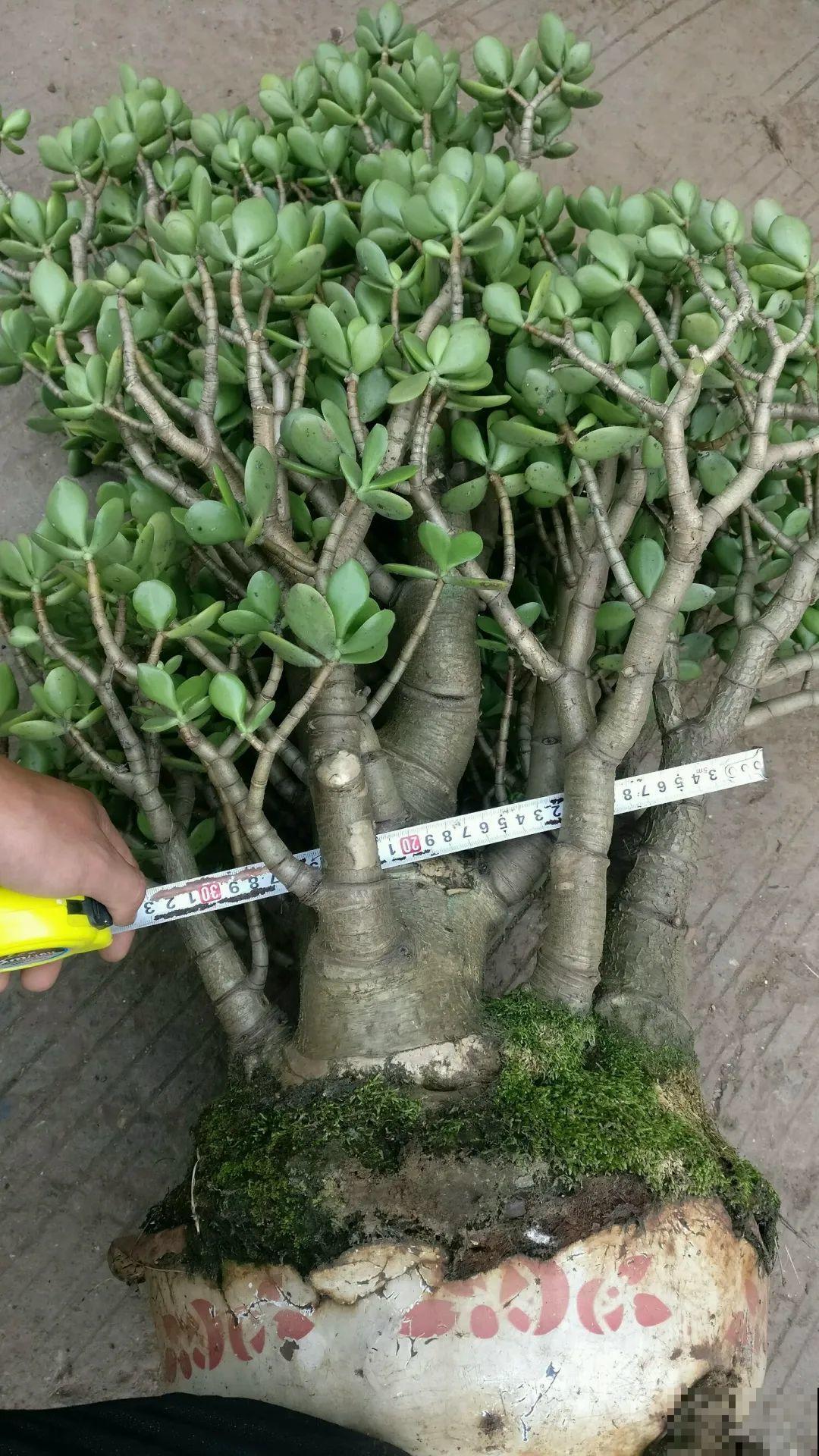 搪瓷盆别丢,拿来养花做合适,根壮叶肥开花爆盆 搪瓷盆别丢,拿来养花做合适,根壮叶肥开花爆盆