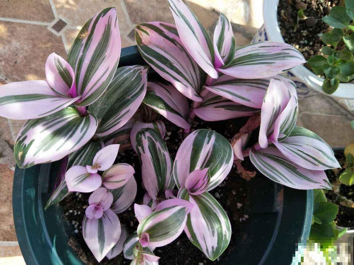 绿萝吊兰养腻了,5种奇花,养过1种就厉害了 绿萝吊兰养腻了,5种奇花,养过1种就厉害了