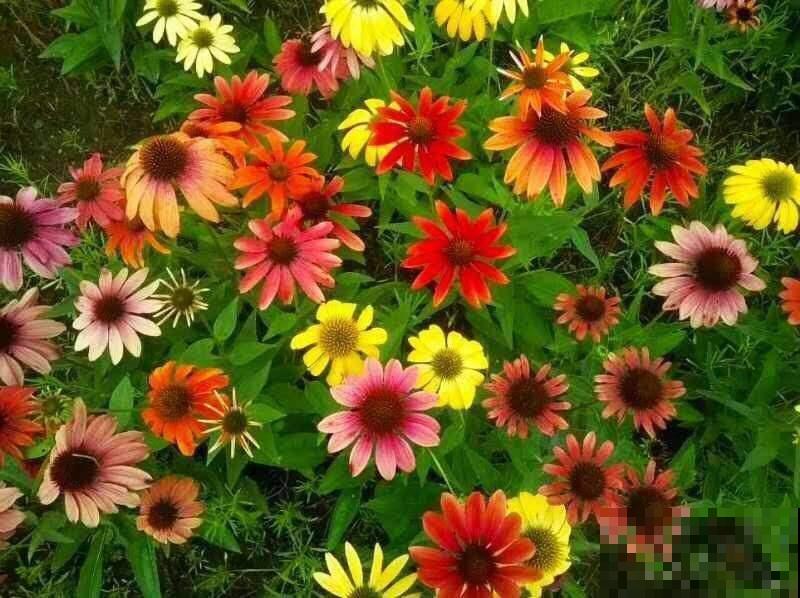 养花也是养身心，4个养花带来的好处，你中了几条？