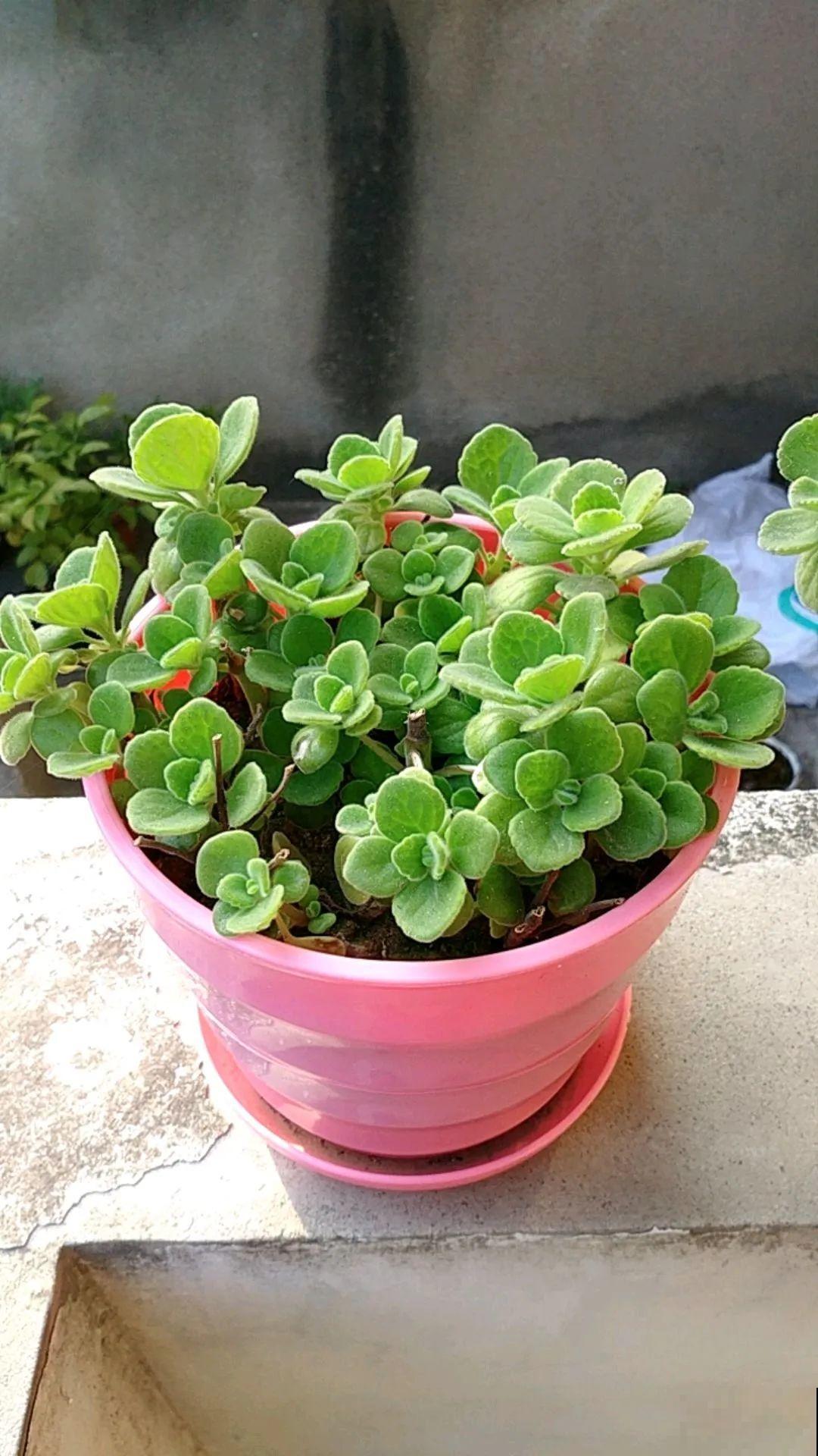 9种花,夏天剃个小平头,平平稳稳度夏天 9种花,夏天剃个小平头,平平稳稳度夏天