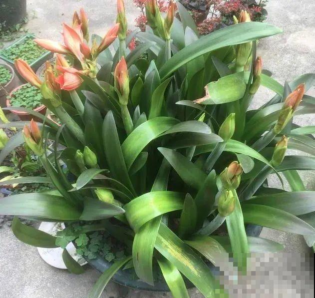 养这花，10年都不用换盆，照样养成传家宝