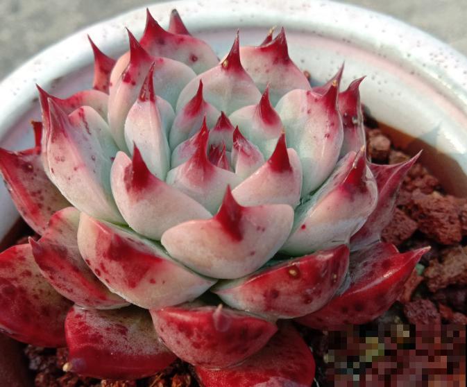 养了5年多肉,从小白变成大神,这些经验送你了! 养了5年多肉,从小白变成大神,这些经验送你了!