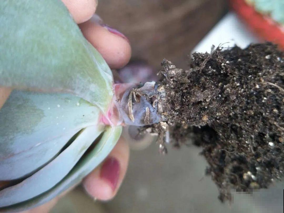 家里有这7种花,少浇水、不能晒,天热要休眠! 家里有这7种花,少浇水、不能晒,天热要休眠!