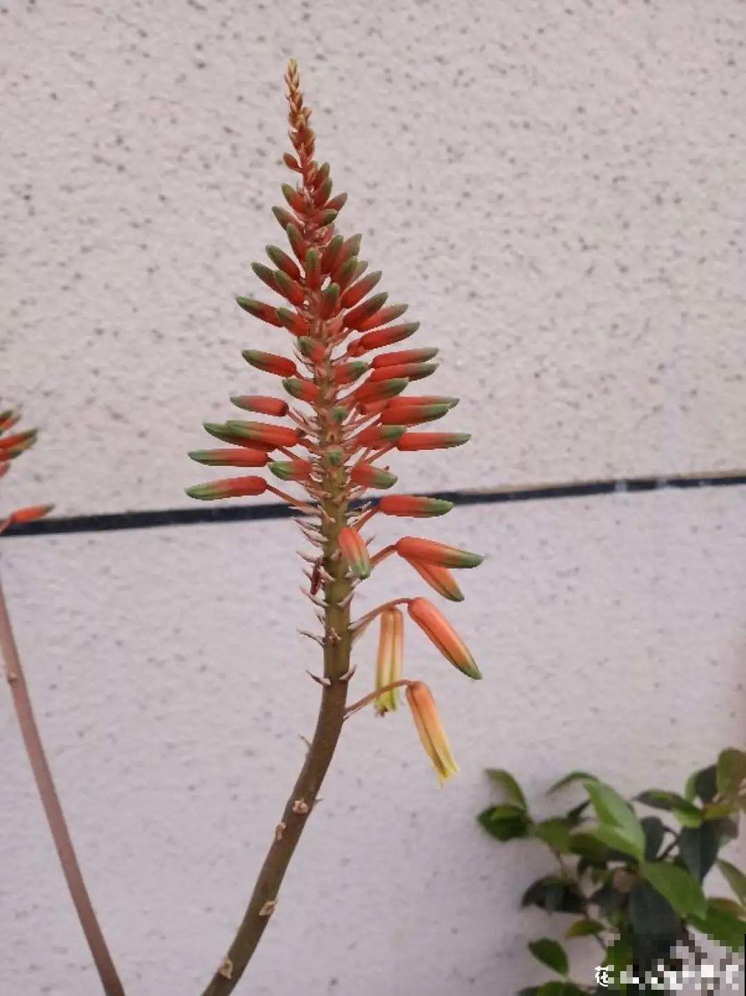 养了20年的玉树，满树开粉花，据说好运要来了！