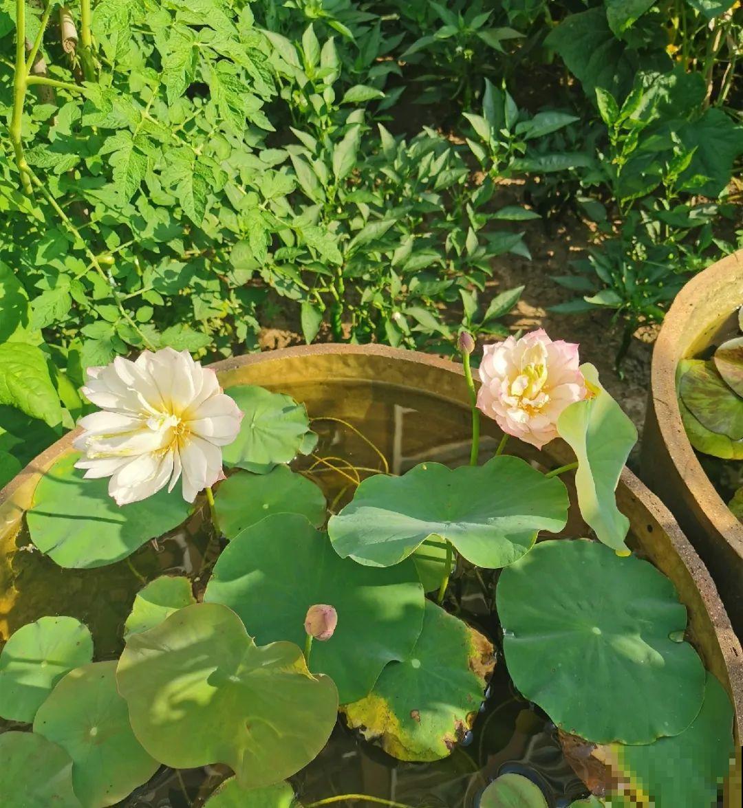 70岁老妈,一天也闲不住,院子里种满了花! 70岁老妈,一天也闲不住,院子里种满了花!