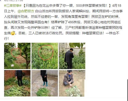 7种花不要随便挖，轻则罚款，重则坐牢！